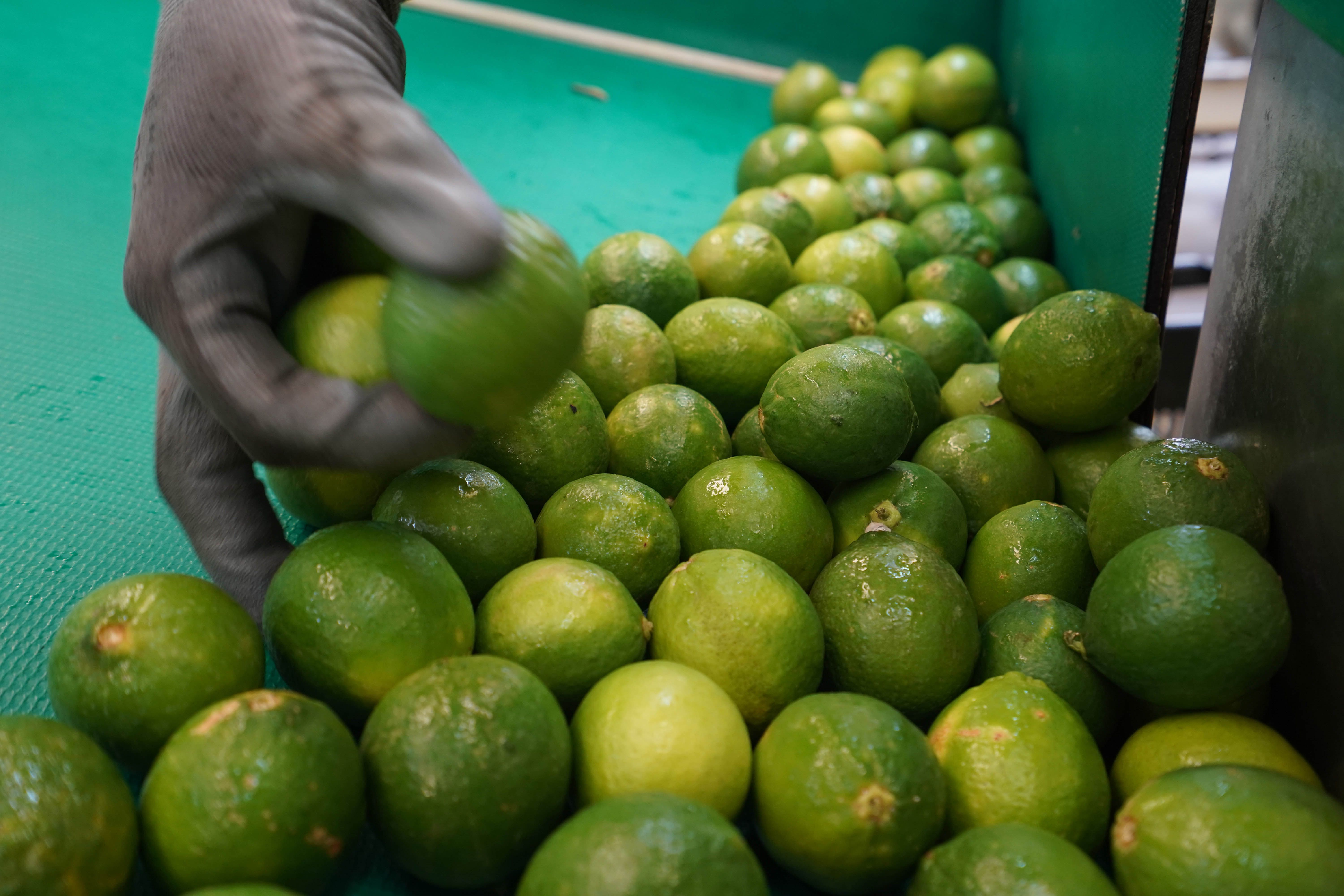 Estados Unidos suspende actividades en Michoacán y frena importación de aguacate