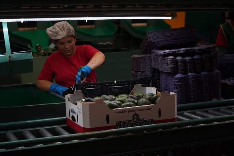 Estados Unidos suspende actividades en Michoacán y frena importación de aguacate