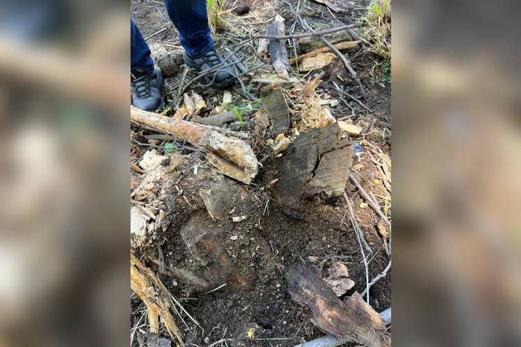 Vecinos acusan retiro de árboles; Ijalvi niega tala