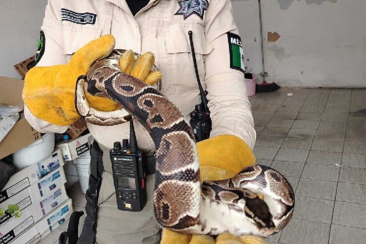 Sorprende serpiente a mujer en su domicilio en Santa Teresita
