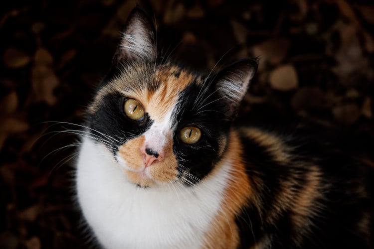 Día Internacional del Gato: La historia del felino que conquistó nuestros hogares e internet