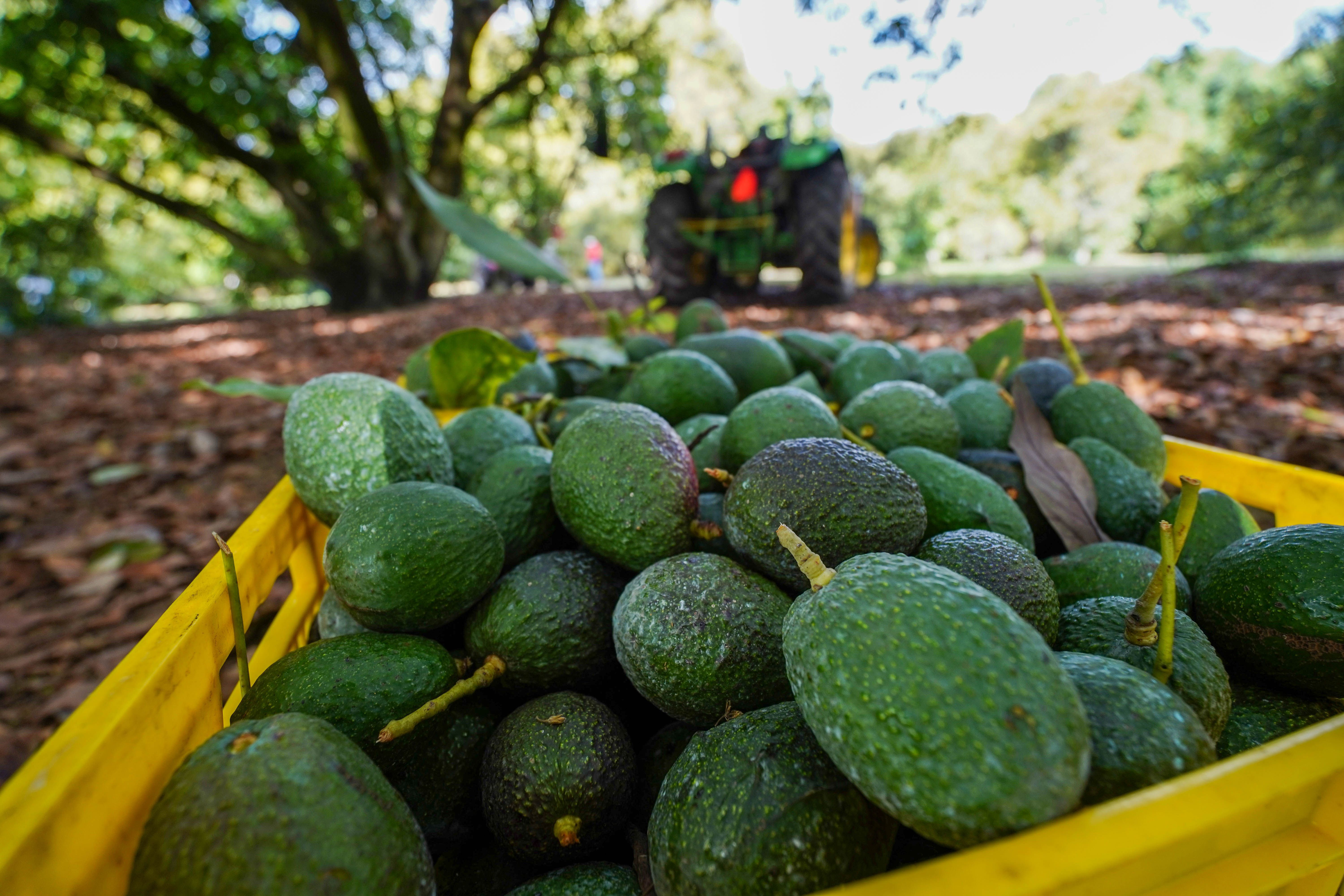 EU reanudará este sábado inspecciones de aguacate en Michoacán