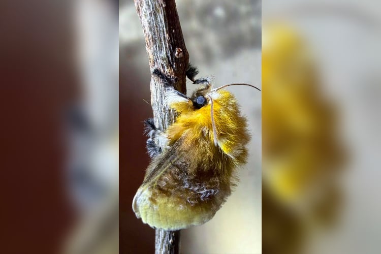 Árboles caídos y pesticidas amenazan a oruga peluche