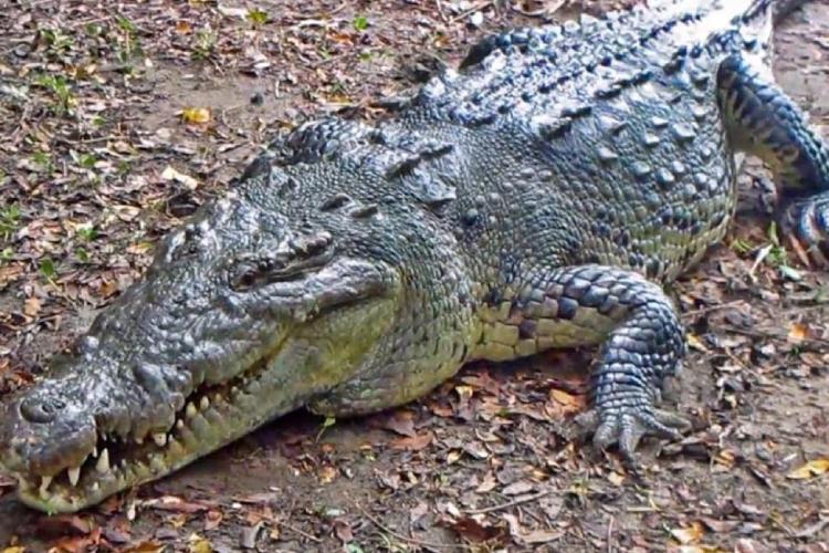 Localizan 11 cocodrilos muertos en Puerto Vallarta