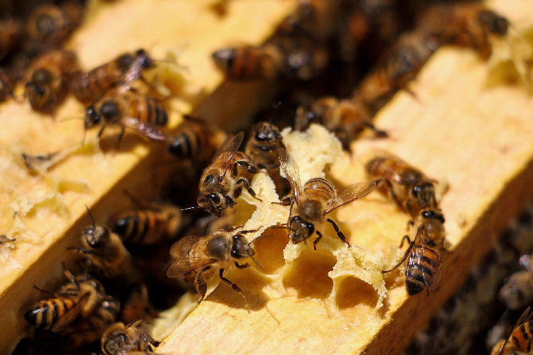 ¿Qué es el 'huachimiel'? Apicultores de Guadalajara advierten por mezclas que simulan miel natural
