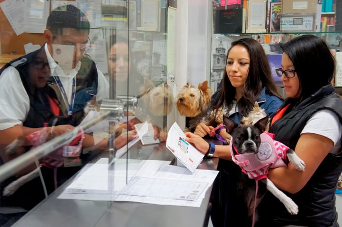México exige certificado contra gusano barrenador a perros y aves procedentes de EU