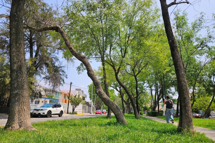 Alertan por árboles enfermos y con problemas de estabilidad en GDL