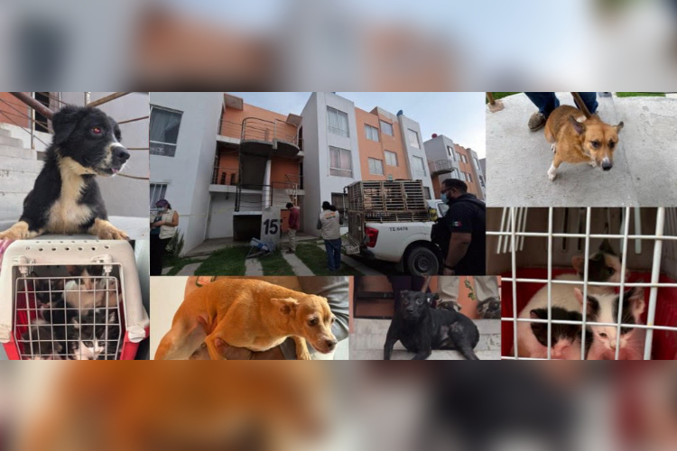 Rescatan a 20 animales durante cateo por presunta crueldad animal