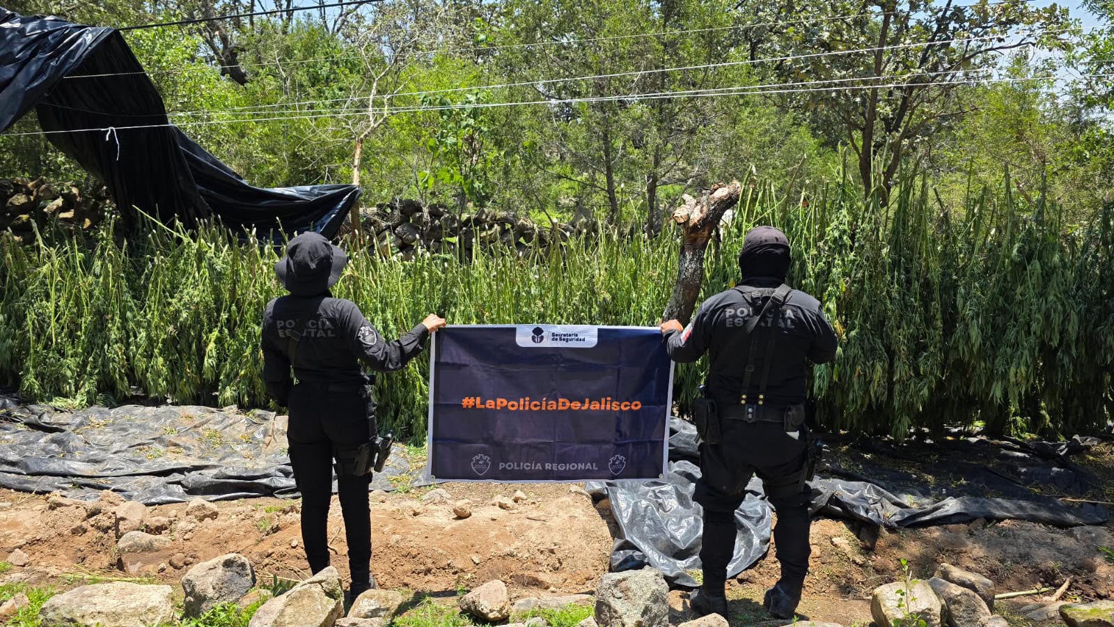 Destruyen cerca de 33 mil plantas de marihuana en Tequila