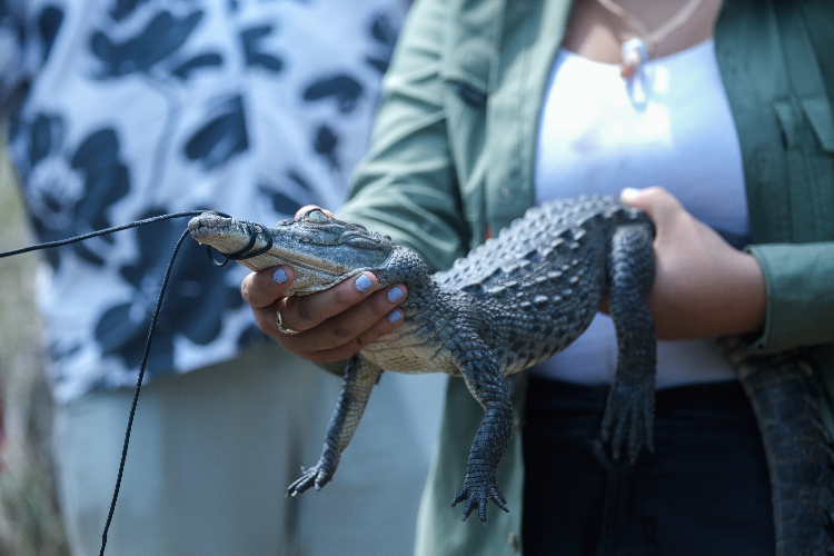 Realizarán el primer Festival de los Cocodrilos de Puerto Vallarta