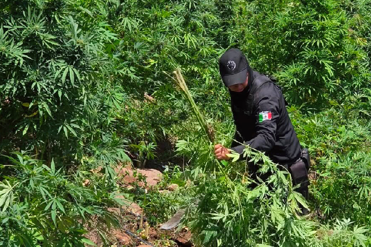 Incineran plantío de marihuana en la sierra de Tequila