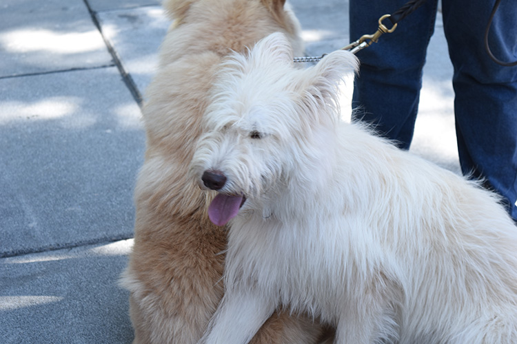 Promueven más sitios para las mascotas