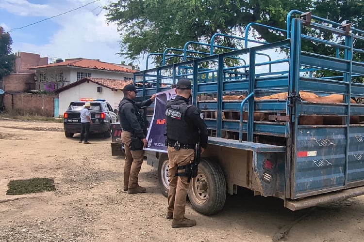 Aseguran seis becerros valuados en casi medio millón de pesos en Mascota