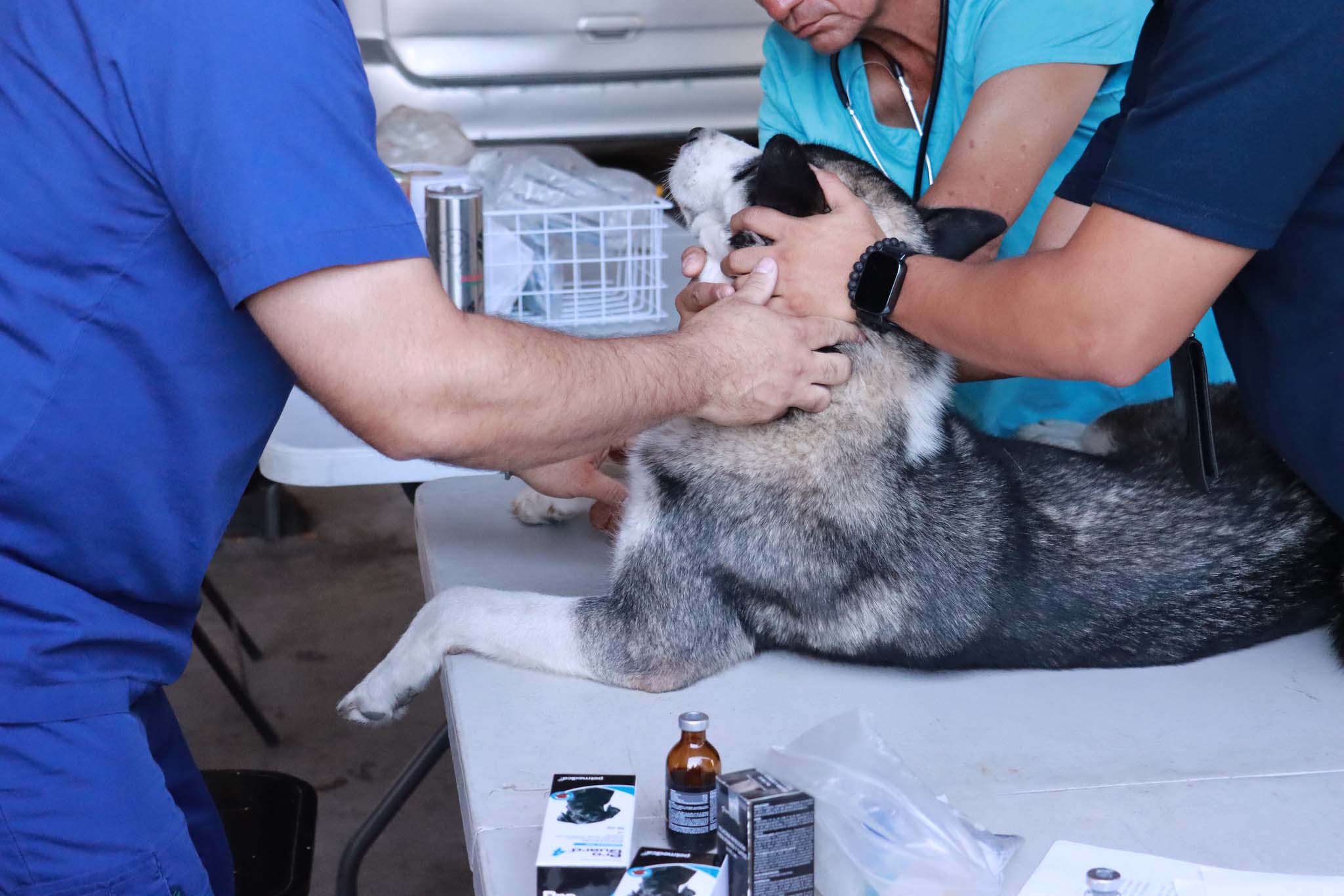 Esterilizan a 34 mascotas de personal de Fiscalía