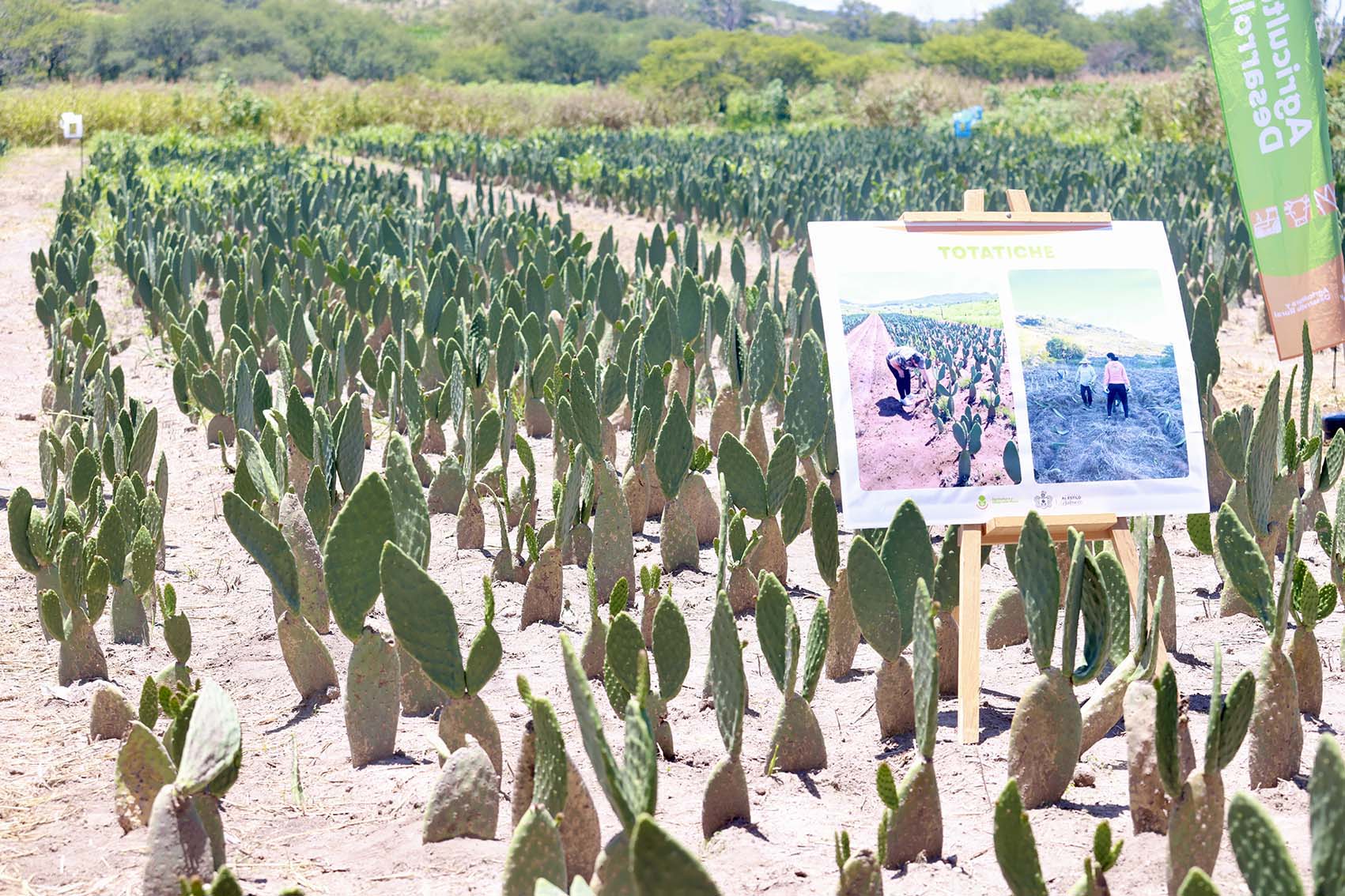 Ante sequía dan nopal forrajero a productores