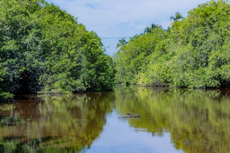 Pierde Jalisco 72 por ciento de manglar en 55 años