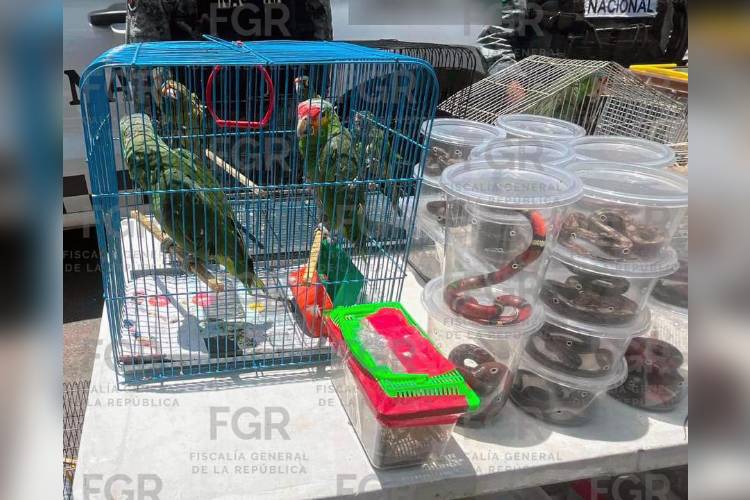 Incautan 193 ejemplares de fauna silvestre y exóticos en El Baratillo