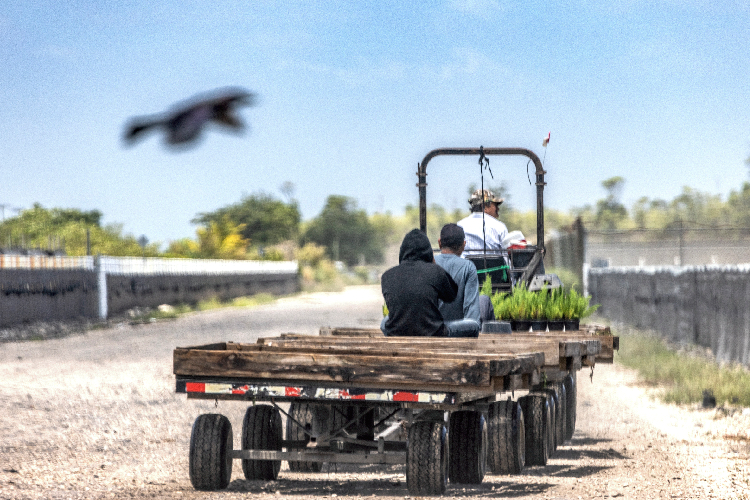 Ante violencia y abandono, campesinos mexicanos buscan consolidarse en EUA