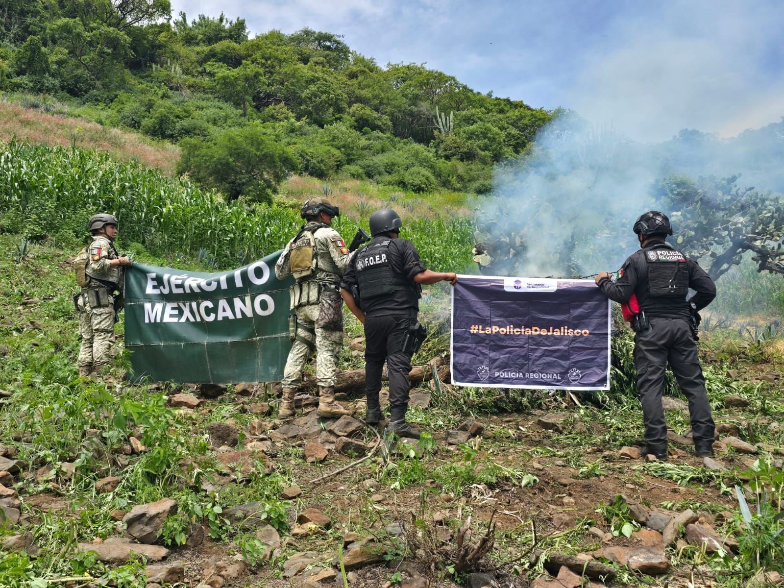 Suman tres golpes al cultivo de drogas en Tequila