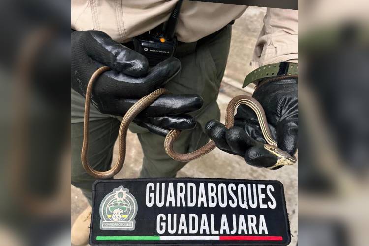 Guardabosques rescatan culebra en peligro de extinción dentro de una casa