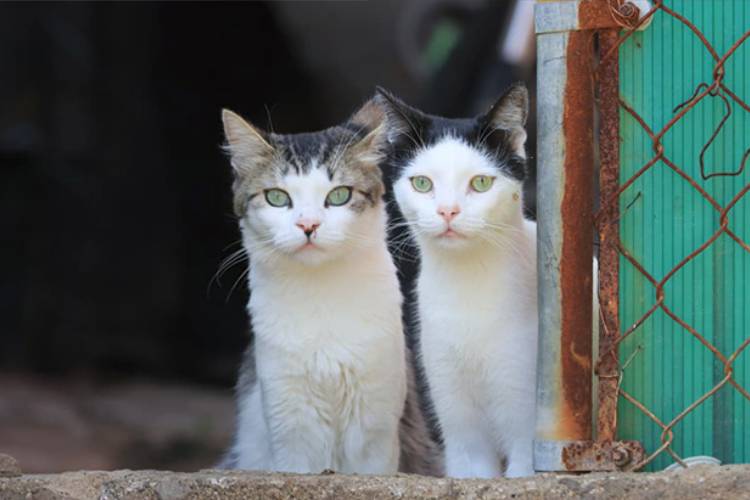 Tlaquepaque busca hogar para 47 perros y gatos con jornada de adopción
