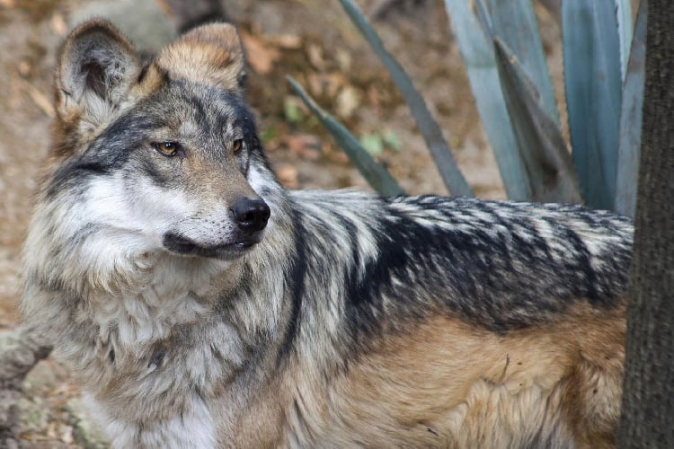 Trump ordena evaluar el retiro de protección al lobo gris mexicano