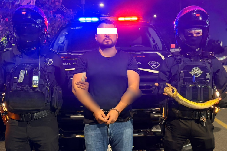 Detienen a hombre por intentar vender una serpiente ilegalmente en Zapopan