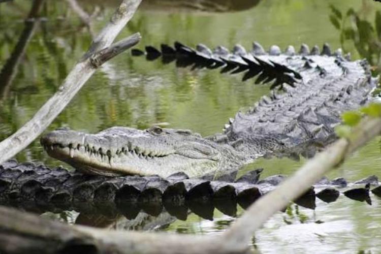 Suman 11 cocodrilos asesinados en Puerto Vallarta 