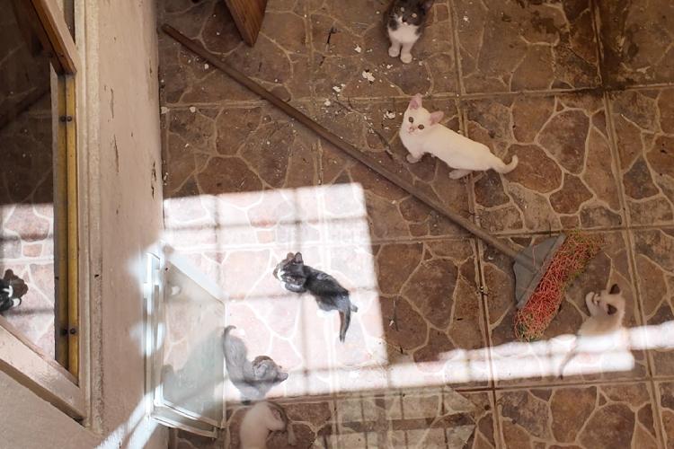 Rescatan mascotas durante cateo en Guadalajara