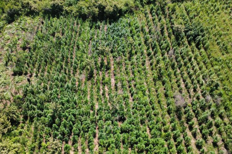 Destruyen cerca de 144 mil plantas de aparente marihuana en Tequila