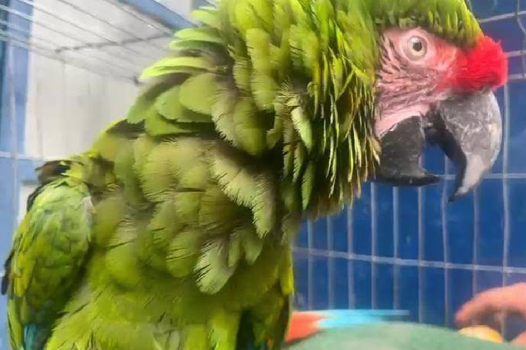 Rescatan guacamaya en La Aurora 