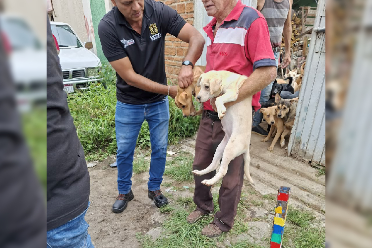 Resguardan a 43 perros tras reporte de maltrato animal en Tlaquepaque
