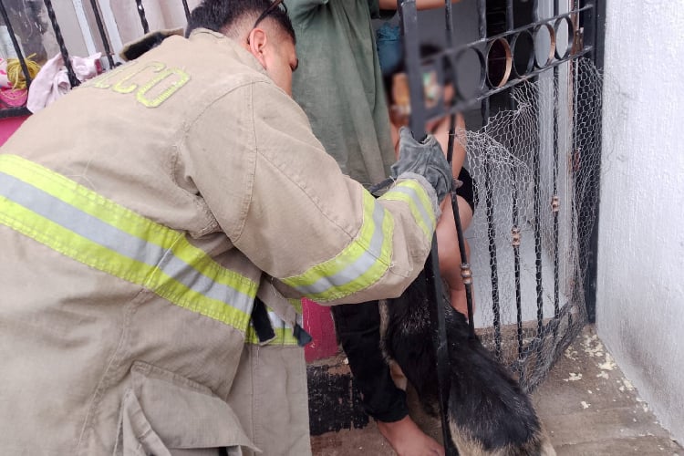 Bomberos rescatan a perrita atrapada en portón de una casa en Tlajomulco