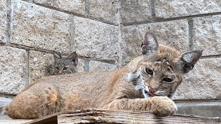 Presumen nacimiento de lince rojo tras rescate de sus padres