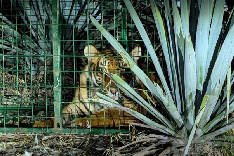 Capturan tigre tras más de 37 horas de operativo en La Barca
