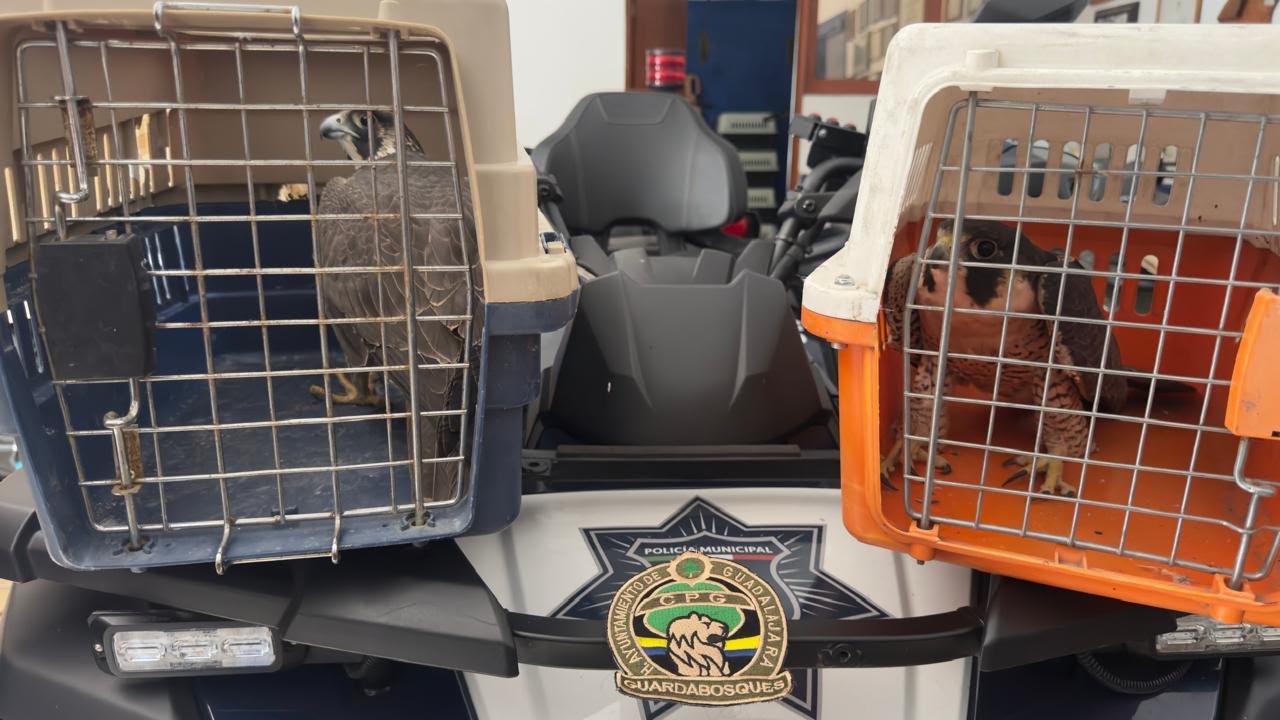 Resguardan a dos halcones peregrinos en un edificio de Guadalajara
