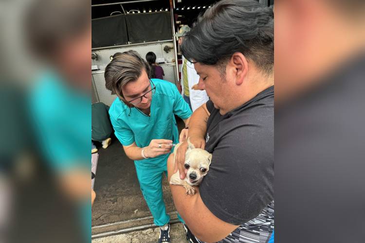 Reportan 12 casos de rabia en Jalisco; SSJ llama a vacunar