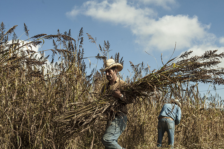 Casi un millón de personas trabajan en el campo de Jalisco