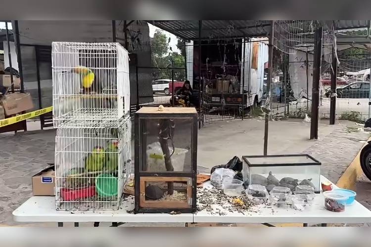 Rescatan más de 70 animales silvestres y detienen a tres en Tonalá