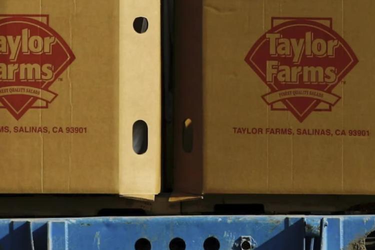 Taylor Farms suspenderá indefinidamente la producción de lechuga iceberg del centro de México