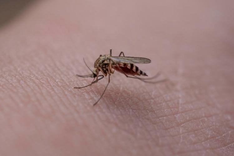 Francia reporta primera infección humana y fallecimiento por virus Shamonda