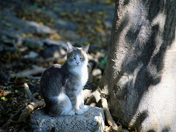 Reportan hasta 20 gatos muertos por envenenamiento en Parque Alcalde