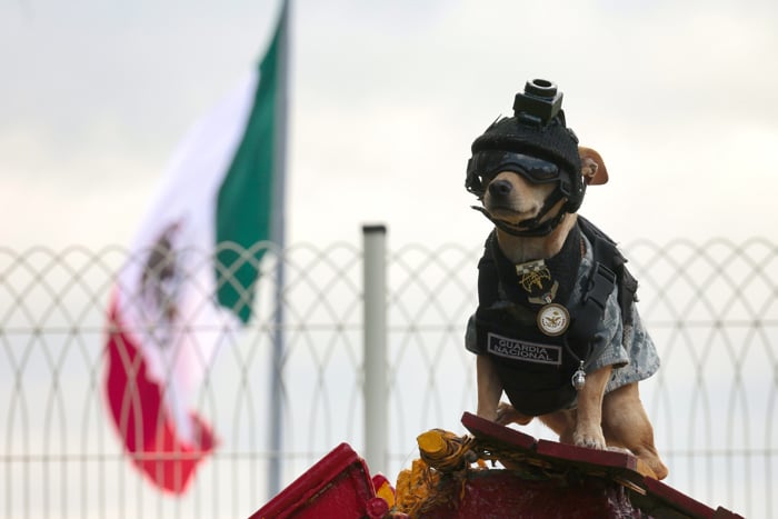 Comando Chihuahua, el pequeño perro de la Guardia Nacional conquista las redes