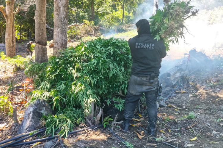 Destruye Policía de Jalisco cerca de 98 mil plantas de marihuana en Tequila