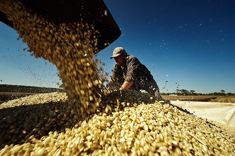 Productores de maíz exigen mejores condiciones