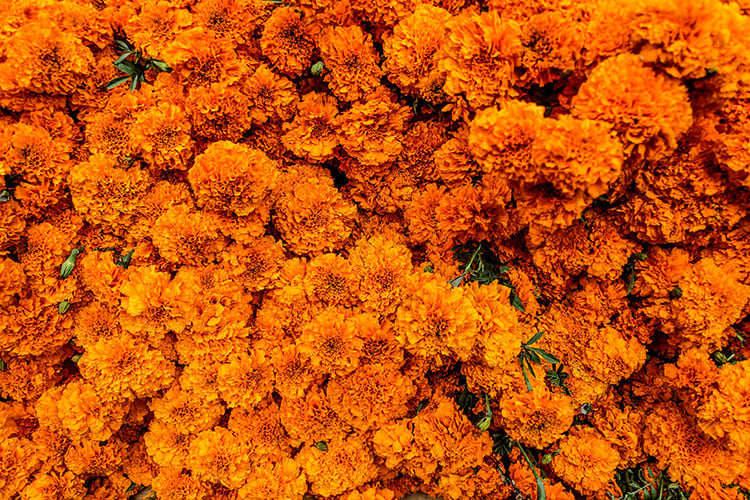 Cinco ejidos de Tlaquepaque cultivan cempasúchil para Día de Muertos