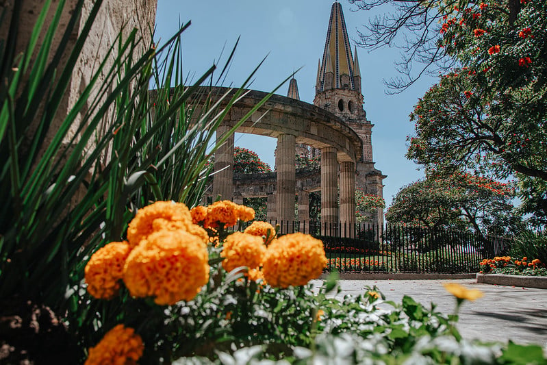 Adornan Guadalajara con 21 mil flores de cempasúchil