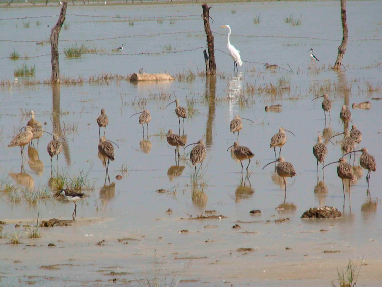 Microclima. Las aves encuentran variedad de ambientes en la Laguna de Sayula. (Fotos: Cortesía)