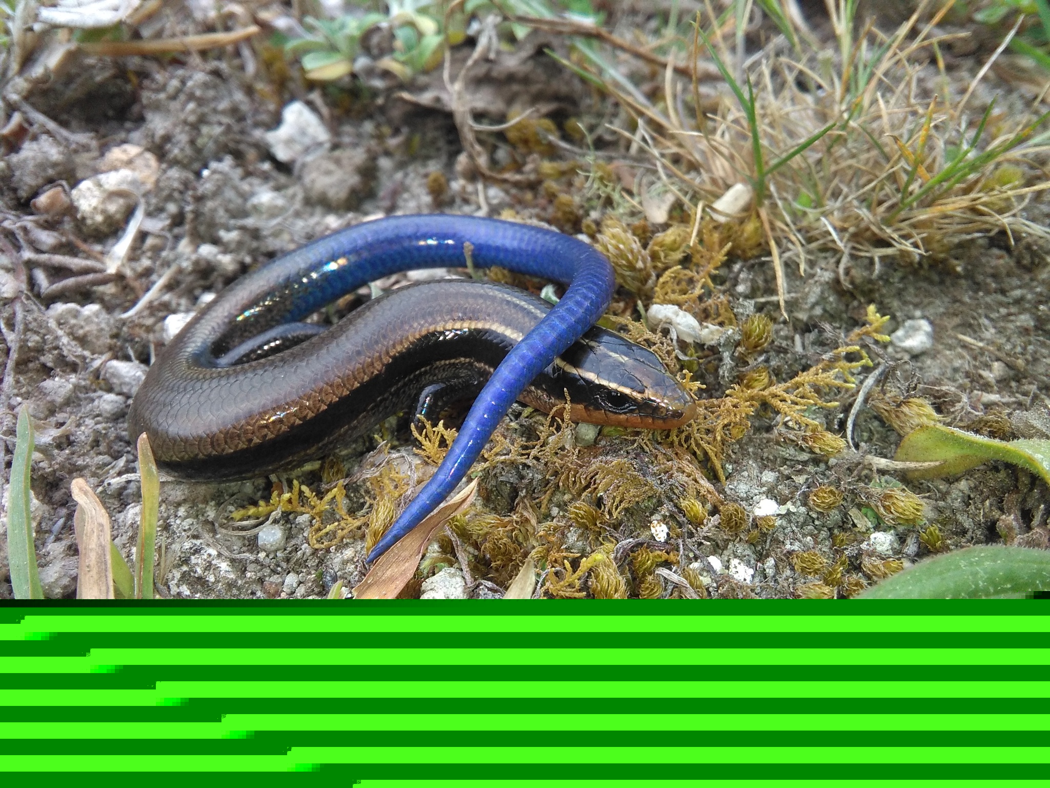 SIN ARRANQUE. Pese a la riqueza natural del estado, la estrategia estatal de conservación no se ha echado a andar.  (Foto: Especial)