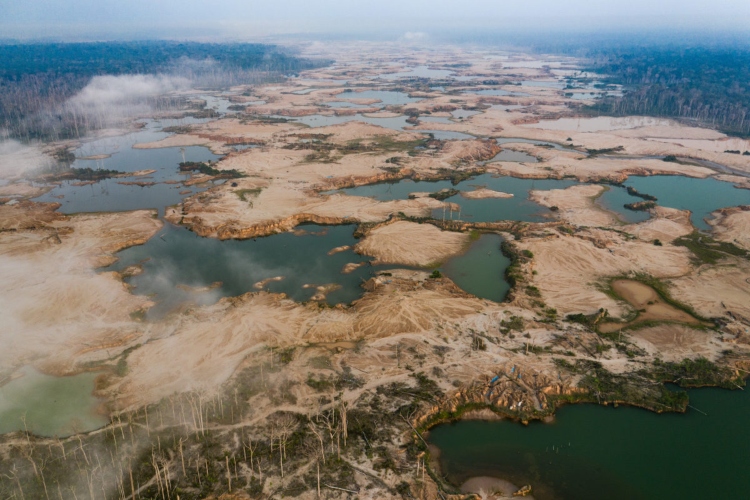 (Peligro. El mono león dorado tití es una de las especies amenazadas que puede perder su hábitat en caso el cambio climático termine de destruir su hábitat en Brasil. Foto: Especial)